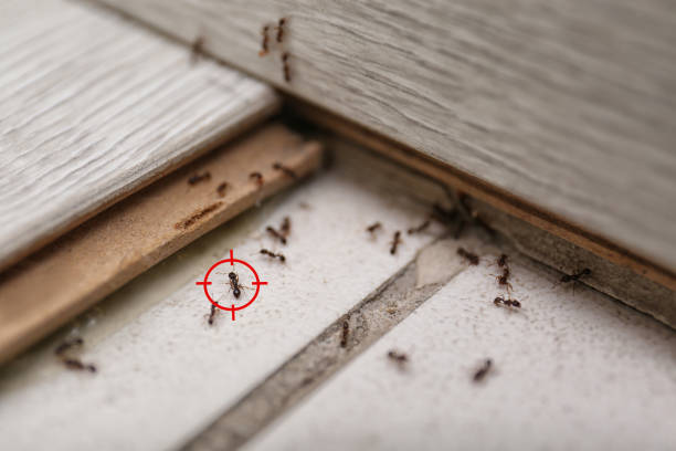 Best Best Pest Control Companies  in Metter, GA