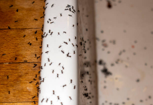 Best Termite Control Services  in Metter, GA